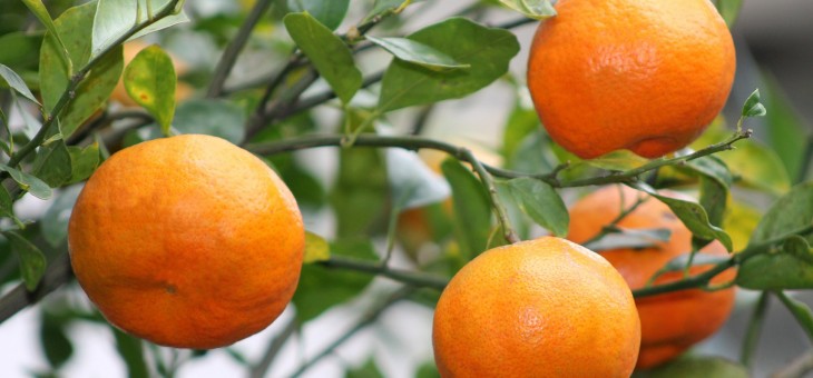 Ontdek de wetenschap achter de sinaasappel