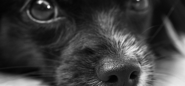 Elektronische neus ruikt prostaatkanker.