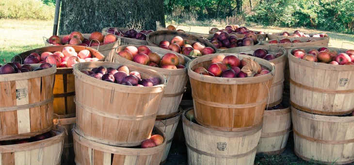 Het is bewezen: een appel per dag doet langer leven