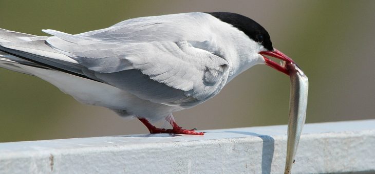 Vis eten goed voor hersenontwikkeling van baby in de buik